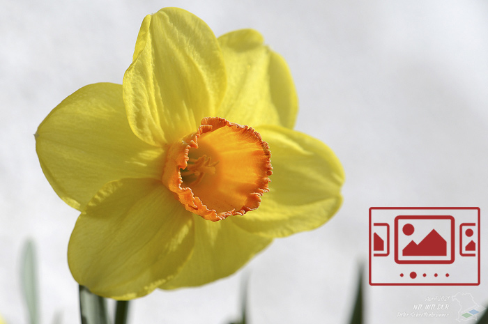 Das slideshow-Fenster mit begleitenden Bildern '„Narzissen – Zum Gedenken an den Aufstand im Warschauer Ghetto“' anzeigen ...